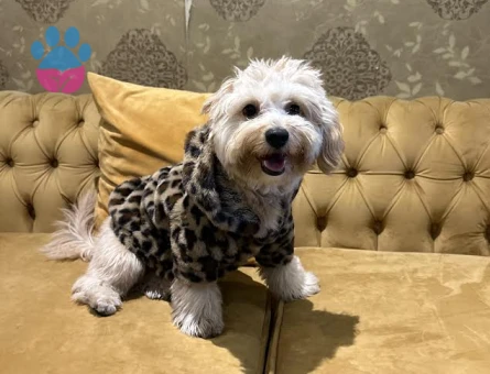 Maltipoo 1 Yaşında Eş Arıyor