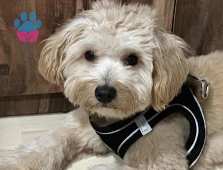 Maltipoo 1 Yaşında Eş Arıyor
