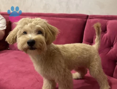 Maltipoo 1 Yaşında Eş Arıyor
