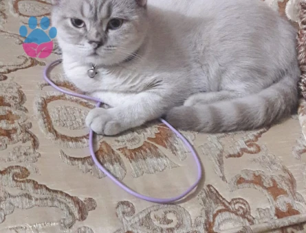 British Shorthair Coco 1 Yaşında Eş Arıyor
