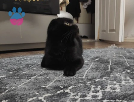 Scottish Fold Kızım Kömüre eş arıyoruz