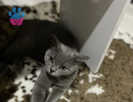 British Shorthair 10 Aylık Kedime Eş Arıyorum