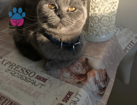 Scottısh Fold Kızım Eş Arıyor