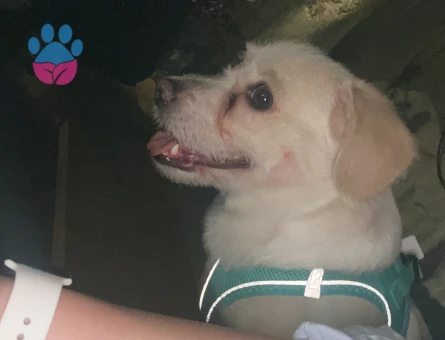 Maltese terrier kırması 3 yaşında eş arıyor