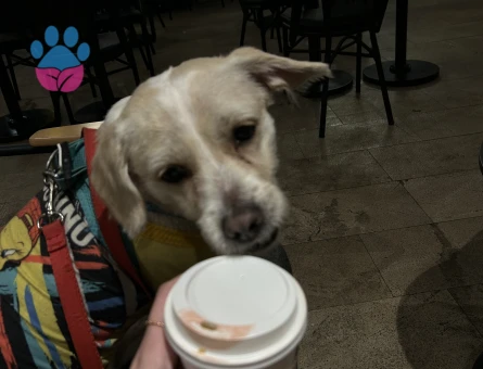 Maltese terrier kırması 3 yaşında eş arıyor