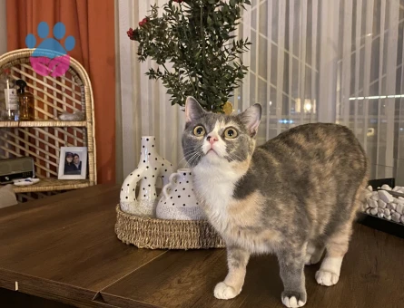 Aydın British dişi 11 Aylık Eş Arıyor