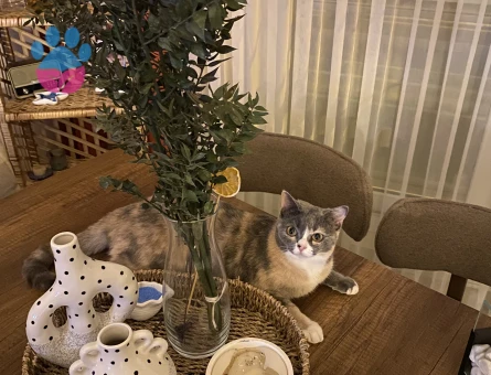 Aydın British dişi 11 Aylık Eş Arıyor