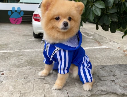 Tatlı oğlumuz Coco Eş Arıyor