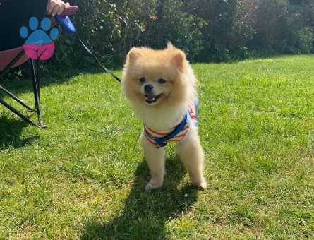 Tatlı oğlumuz Coco Eş Arıyor