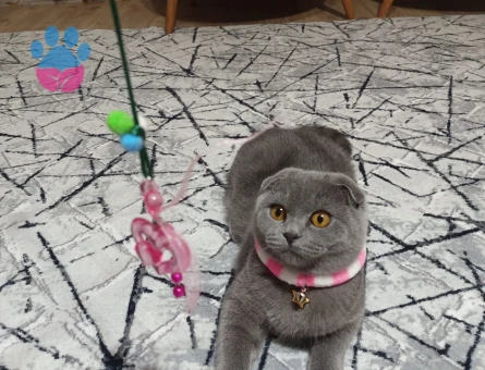 kizimiza es ariyoruz