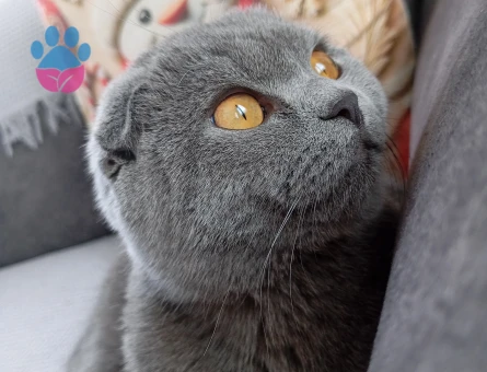 kizimiza es ariyoruz