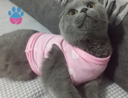 kizimiza es ariyoruz