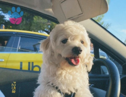 YAKIŞIKLI OĞLUME EŞ ARIYORUM