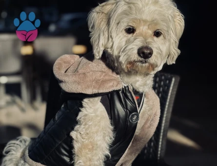 YAKIŞIKLI OĞLUME EŞ ARIYORUM