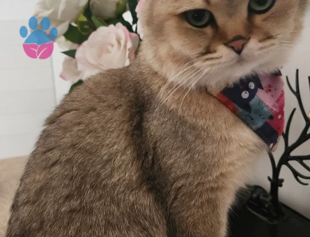 British Ny11 Oğluma Eş Aranıyor