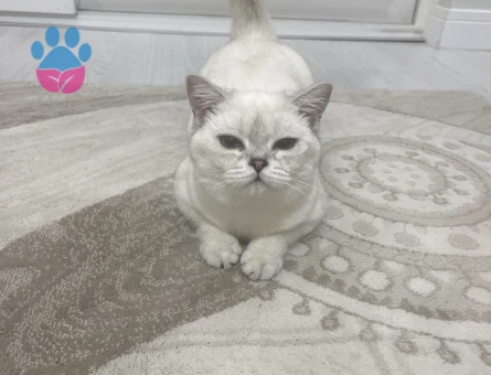 Kedime eş arıyorum