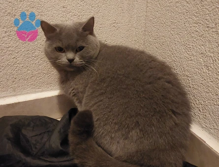 Safkan Minik Kızımız KIZANDA