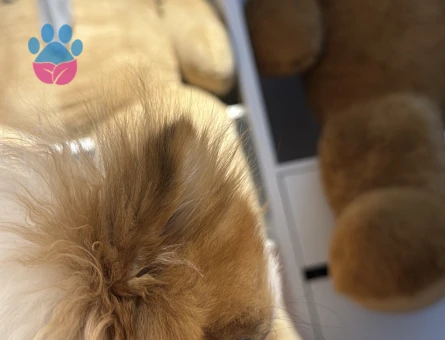 TEACUP BEBEĞİME 0-1 NUMARA EŞ ARIYORUM