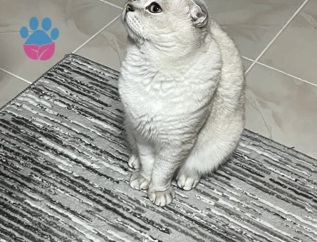 Scottish fold 2 yaşında Eş Arıyor