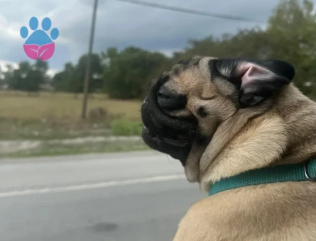 dişi pug arayışı