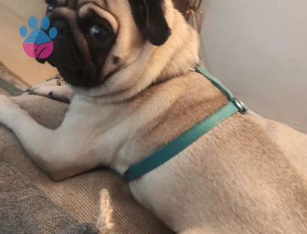 dişi pug arayışı