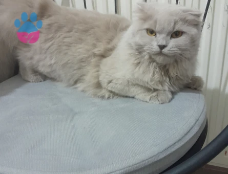 Kızıma erkek kedı arıyorum