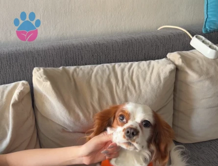 Ted 2 yaşında cok oyuncu benim yakışıklı oğlum ve cok heyecanlı