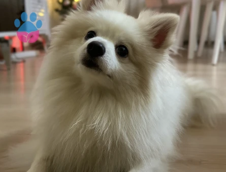 Yakışıklı oğlumuza eş arıyoruz