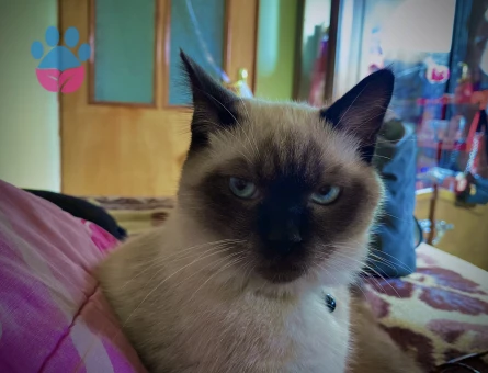 Luna için hanım arıyoruz