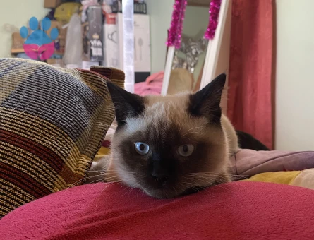 Luna için hanım arıyoruz