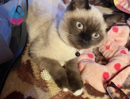 Luna için hanım arıyoruz