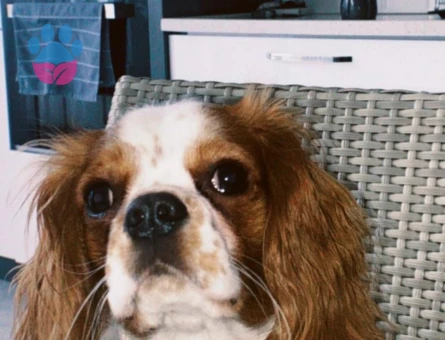 safkan 4 yaşında king charles