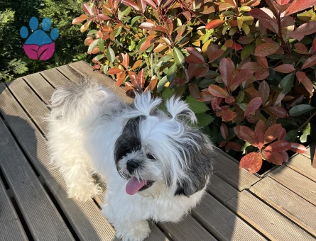 Shih tzu Kızıma Eş Arıyorum 6 Yaşında