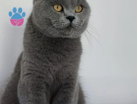 3 yaşinda  british kedime eş ariyorum