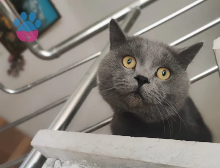 3 yaşinda  british kedime eş ariyorum