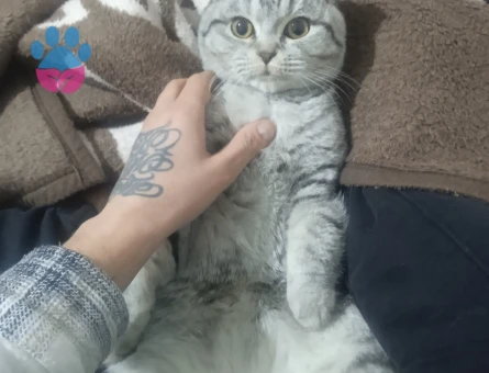 Scottish Fold 1 Yaşında Gelin Adayız Arıyoruz