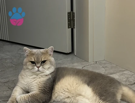 British Shorthair 3 Yaşında Kedim Eş Arıyor