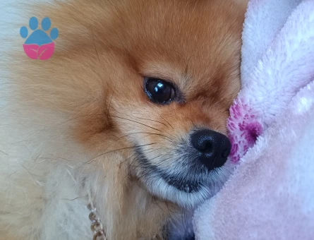 Poomeranian Boo Oğluşuma eş arıyoruz