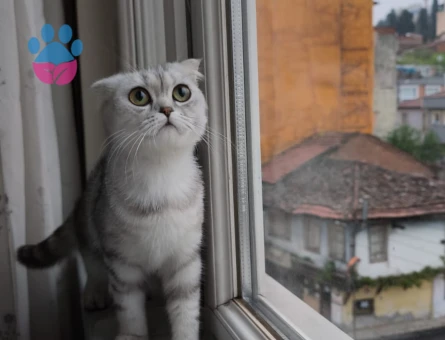 Scottish Fold 1,5 Yaşında Dişi Kızgınlıkta