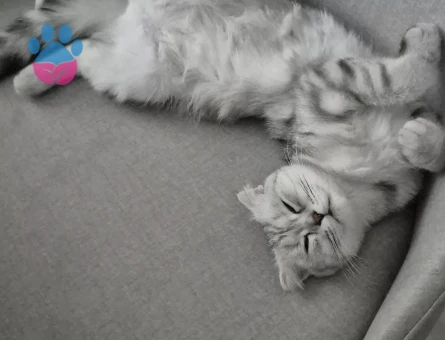 Scottish Fold 1,5 Yaşında Dişi Kızgınlıkta