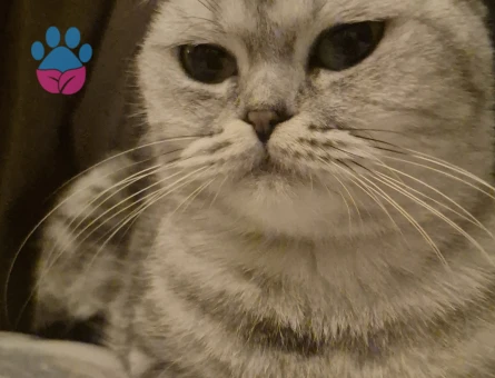 Scottish Fold 1,5 Yaşında Dişi Kızgınlıkta