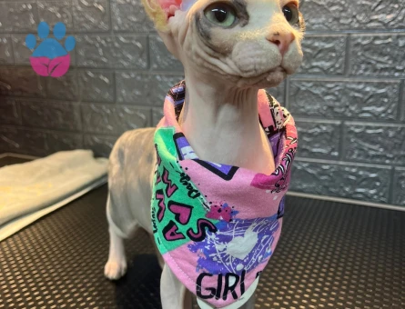 Sfenks 1 yaşında dişi