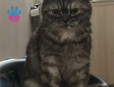 American shorthair British shorthair kirmasi , 1,5 yasinda