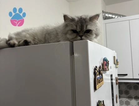 İran Kedim Eş arıyor