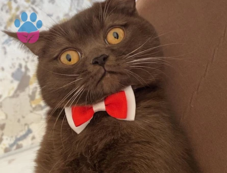 British Shorthair 8 Aylık Erkek Eş Arıyor