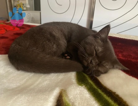 British Shorthair 8 Aylık Erkek Eş Arıyor