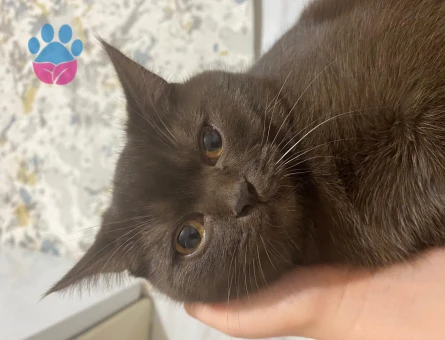 British Shorthair 8 Aylık Erkek Eş Arıyor