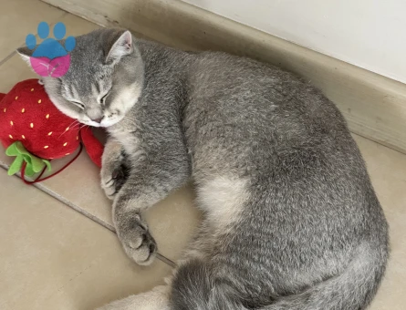 Biritiş kedime eş arıyorum