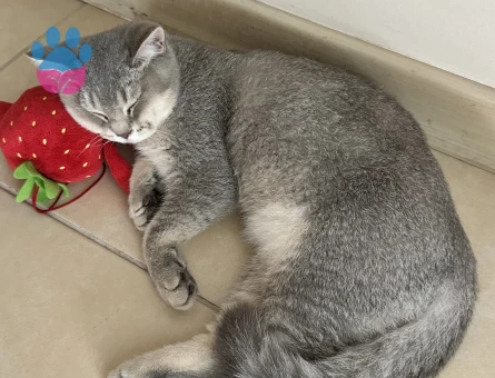 Biritiş kedime eş arıyorum