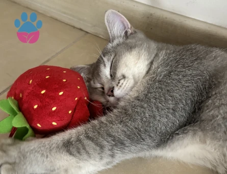 Biritiş kedime eş arıyorum